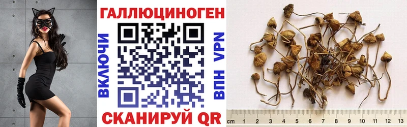 Галлюциногенные грибы GOLDEN TEACHER  блэк спрут вход  Вышний Волочёк 